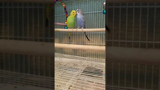 Budgie Calling Her Mate Too Cute 😍 #budgies #youtubeshorts #shorts #parakeets #parrots #animallover