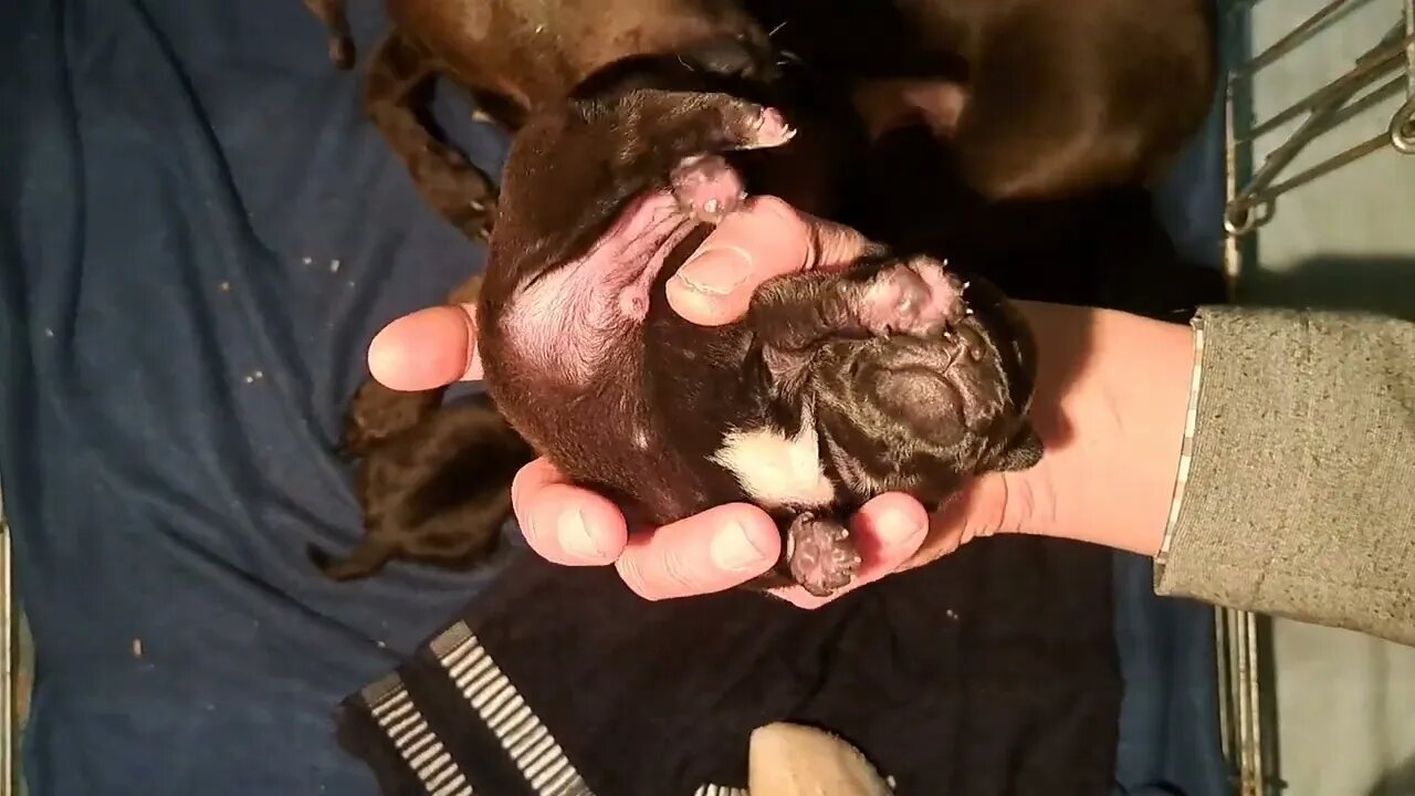 perfect dam OBI2023 BABY PATTERDALE TERRIERS day 4: Irish bull&terrier BSL puppies pups puppy fell