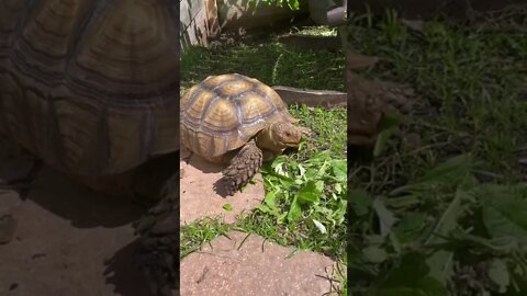 Tortellini vs. Wild Dandelion￼ #shorts #tortoise #sulcata #dandelions