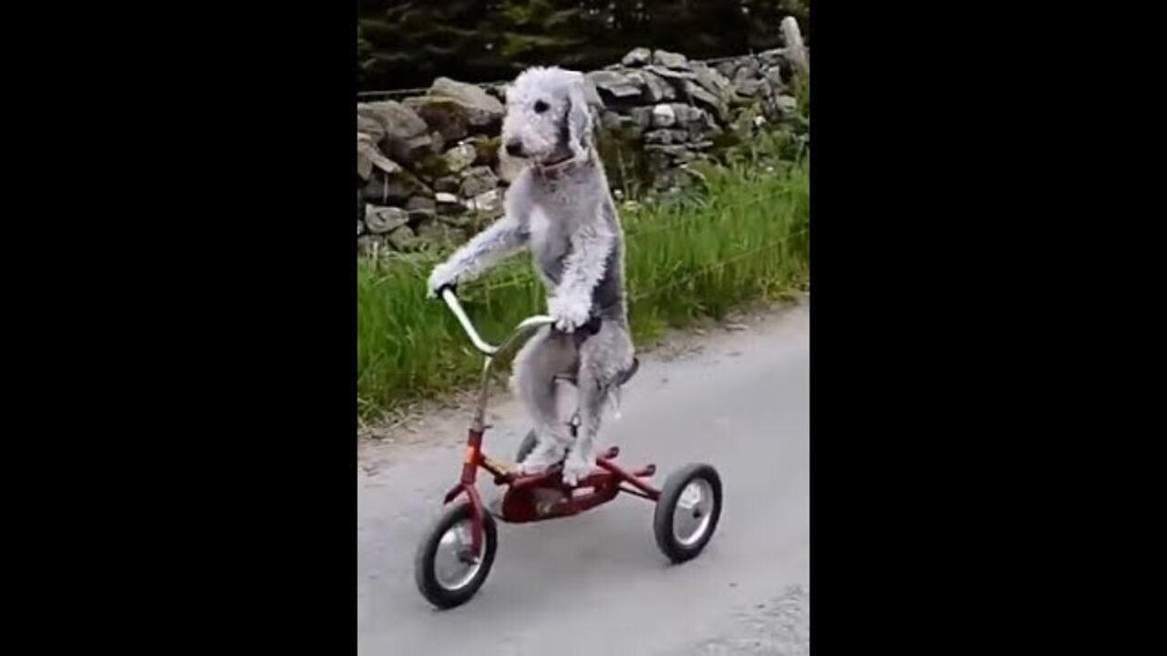 Funny Animals Acting as Humans