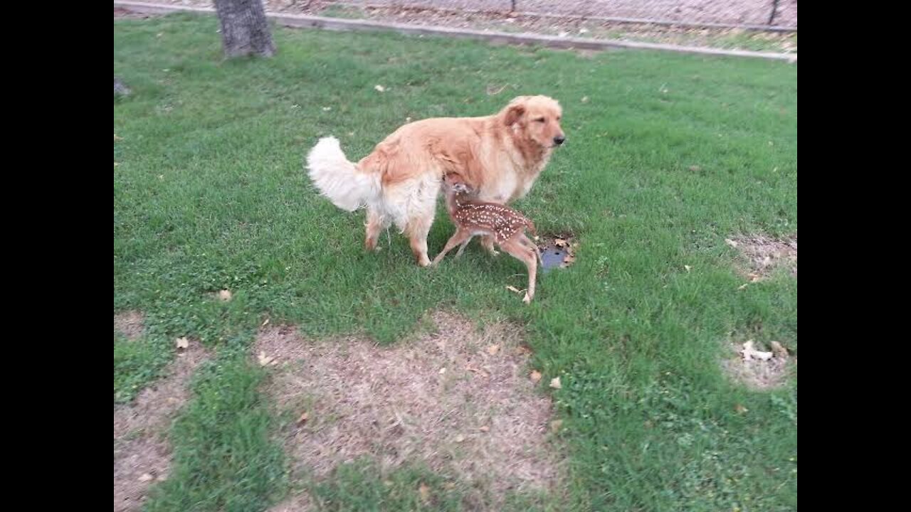 Friendly Dog Obsessed With Rescued fawn inclusion