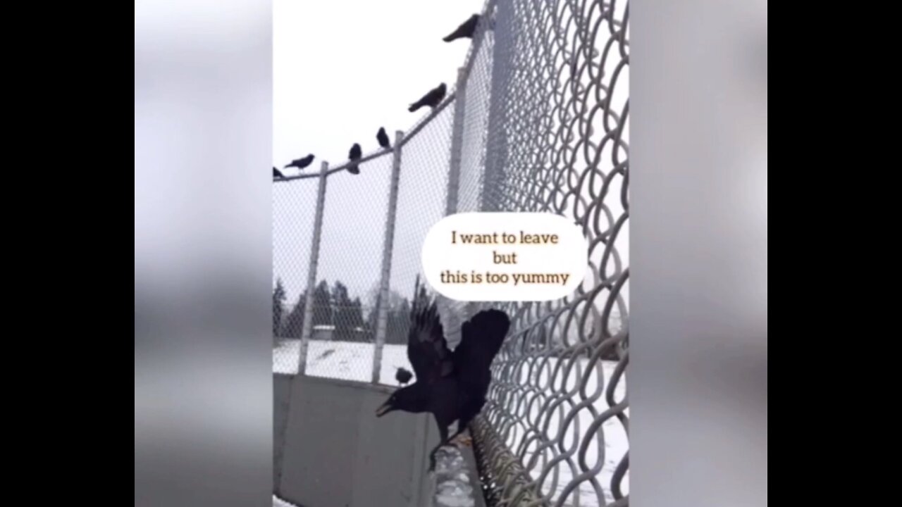 American Crow Can’t Stop Eating