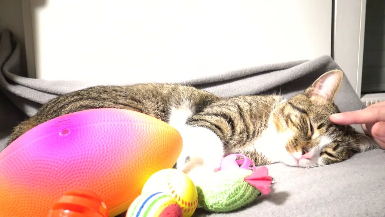 Sweet Kitten Falls Asleep