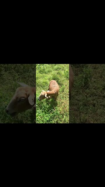 Say yuh bad from which part ?