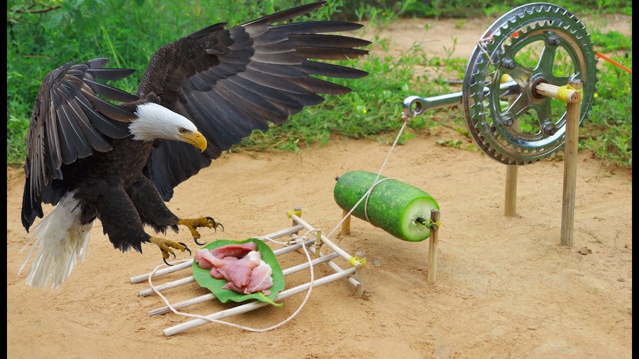 Mira como capturan está águila con trampa casera increíble