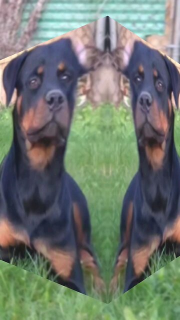 Doneyuno Rotties