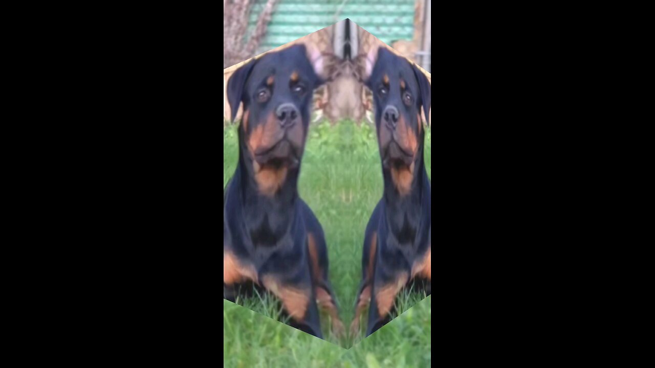 Doneyuno Rotties