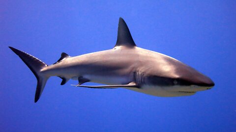 Caribbean Reef Shark St. Martin 2022