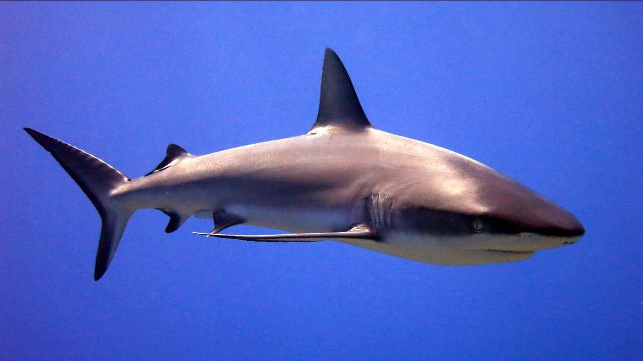 Caribbean Reef Shark St. Martin 2022