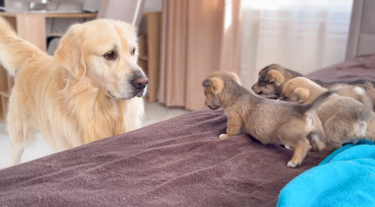 Golden_Retriever_Meets_Puppies_for_the_First_Time