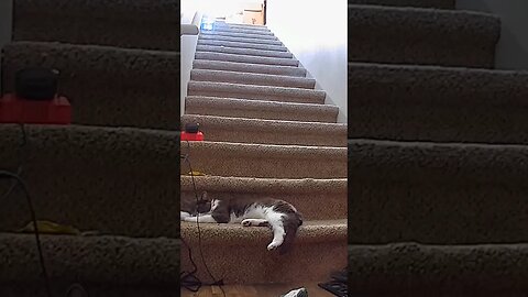 Cat Wakes up To Queen #life #vlog #short #shorts #queen