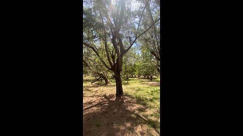 A forest in Sumba