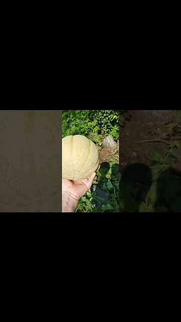 Small Backyard Urban Garden Cantaloupe Carrots Tomatoes #garden #gardening #diy #smallgarden