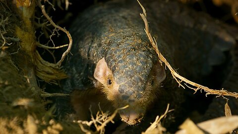 Pangolin: The World's Most Trafficked Mammal | 4KUHD | China: Nature's Ancient Kingdom | BBC Earth