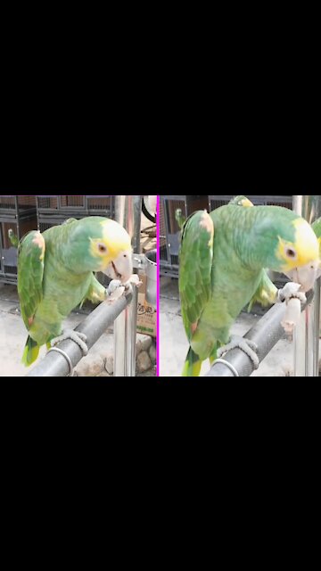 birds like to eat bones