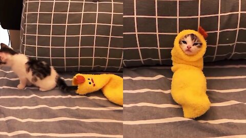 cute Cats in chicken clothes