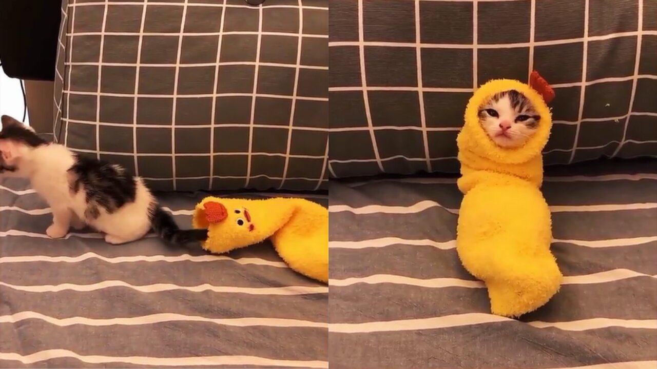 cute Cats in chicken clothes