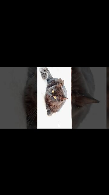 Teri Galliyan - Background Music #cats #cutecat #persian #kittens #leo