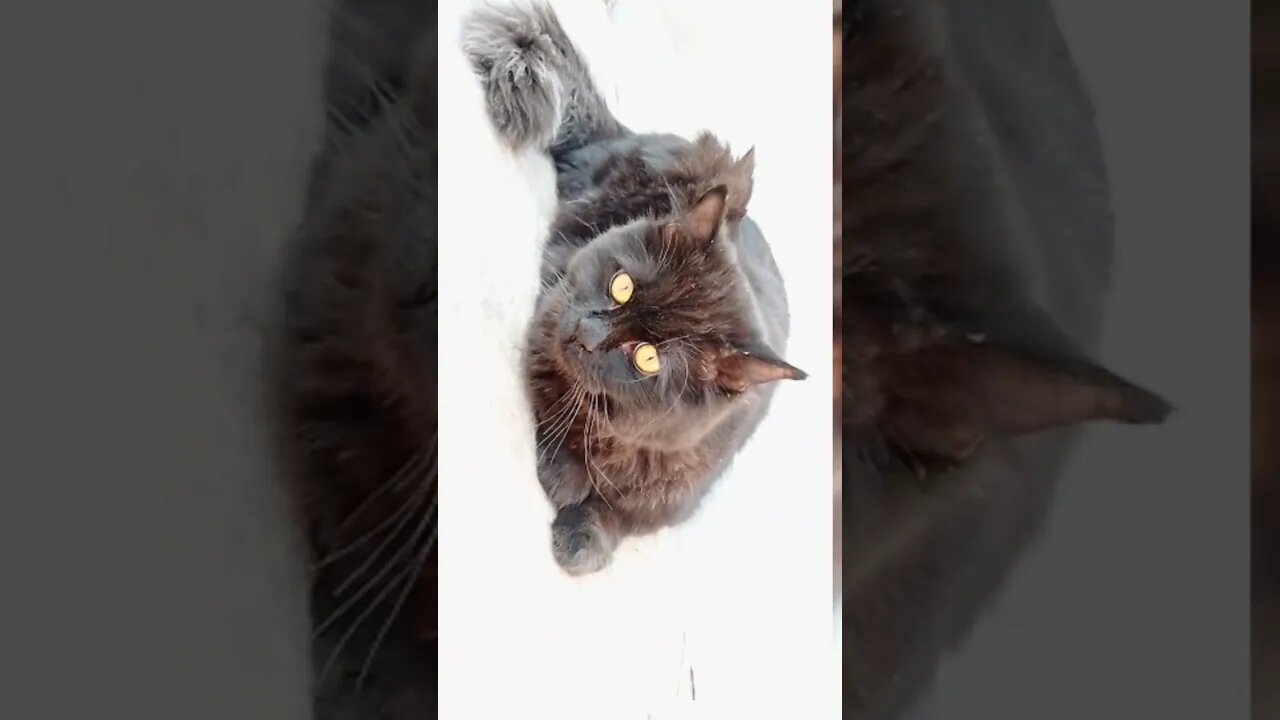 Teri Galliyan - Background Music #cats #cutecat #persian #kittens #leo