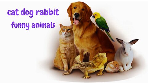 funny animals in funny situations, enjoy watching