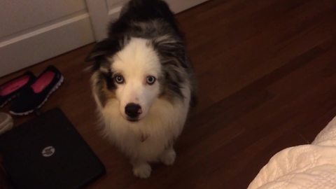 An Australian Shepherd Dog Stares At His Lady Owner And Tries To Tell Her Something