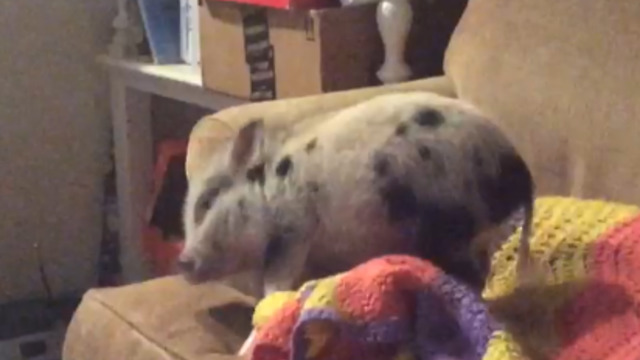 Adorable Pet Pig "Twerks Like Miley Cyrus"