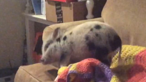 Adorable Pet Pig "Twerks Like Miley Cyrus"