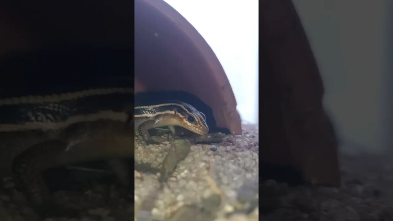 SPEEDY THE ADORABLE SKINK TASTING SOMETHING (10/27/23)