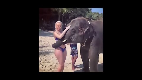 Elephant & Girl Funny Video 2021