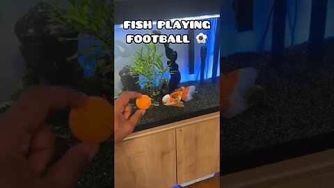 FOOTBALL PLAYING FISH ⚽️ #fancygoldfish #goldfishtank #fish #goldfish #ranchugoldfish #aquarium