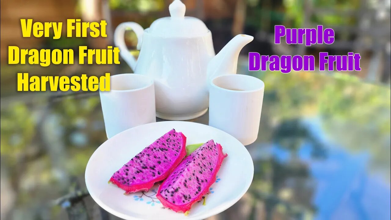 Very first Dragon Fruit, does it taste good? #viral #viralvideo #video #gardening GreenMangoes