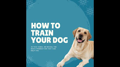 How to train your dog with simple tactics