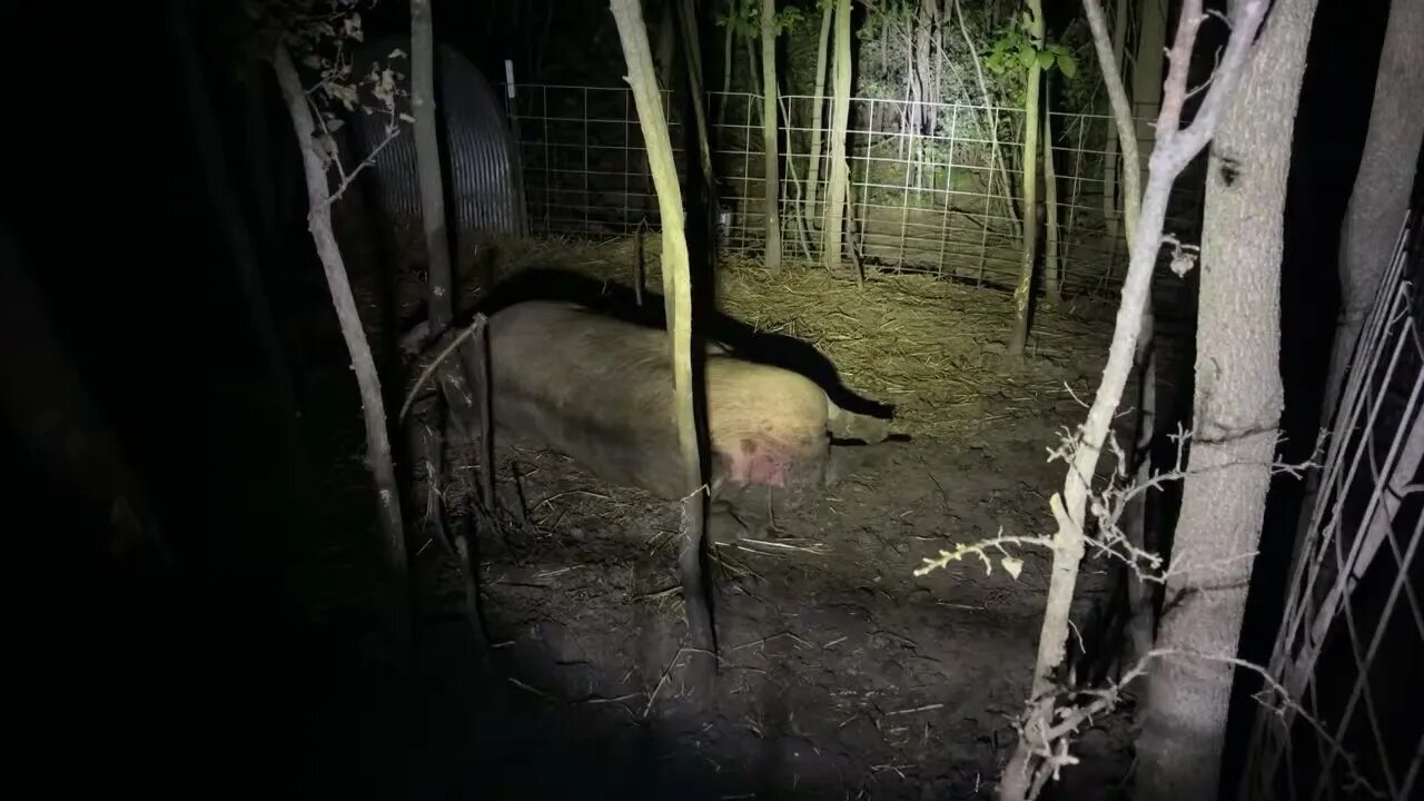 Live Pig Farrowing