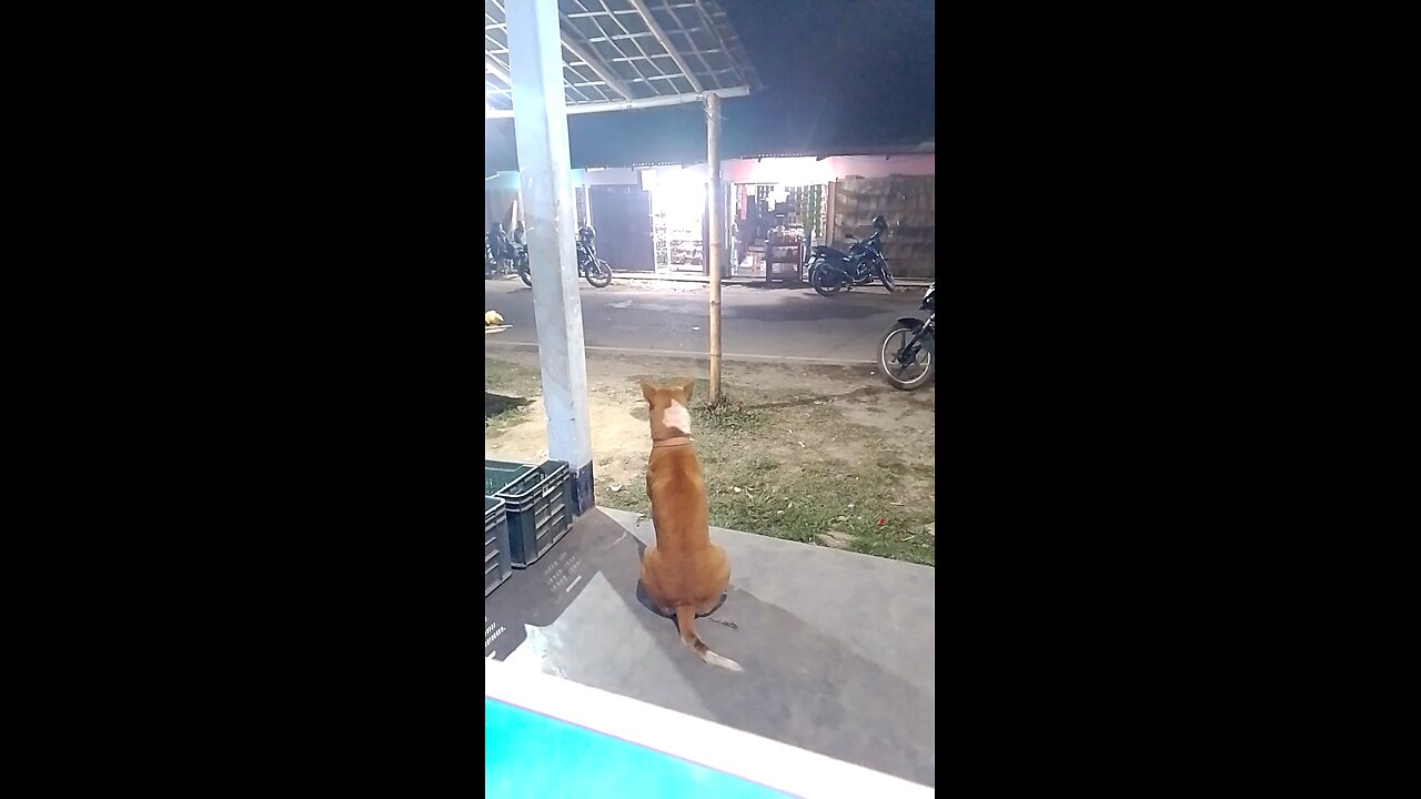 loyel dog