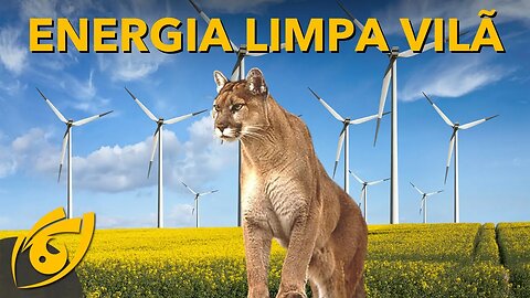 Energia EÓLICA pode estar MATANDO ONÇAS da CAATINGA