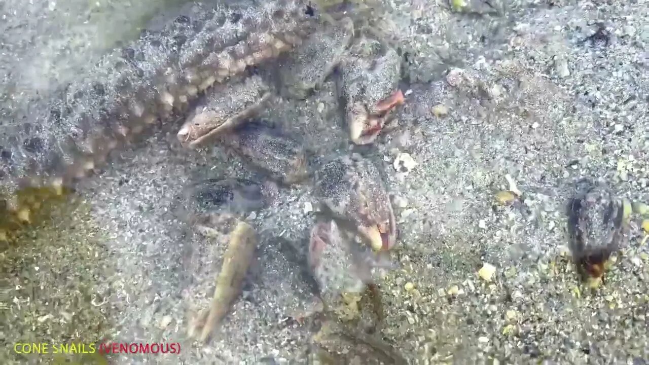 I Found The World's Deadliest Sea Creatures In Tide Pools-9