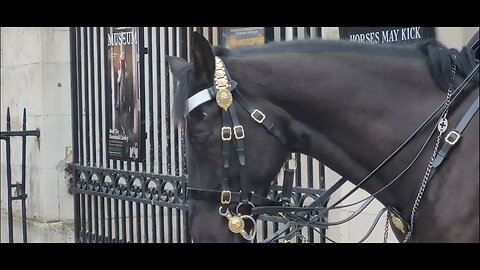 Horse falls asleep Horse guards parade #horseguardsparade