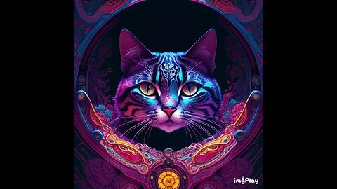 Cute Cat Picture ☯️