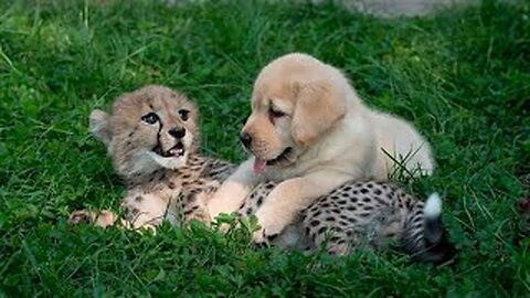 This dog and the cheetah met as children, two years later, they are still inseparable🥰🥰
