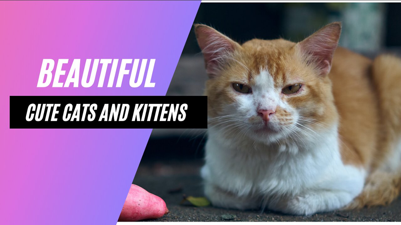 Beautiful, Cute Cats and Kittens