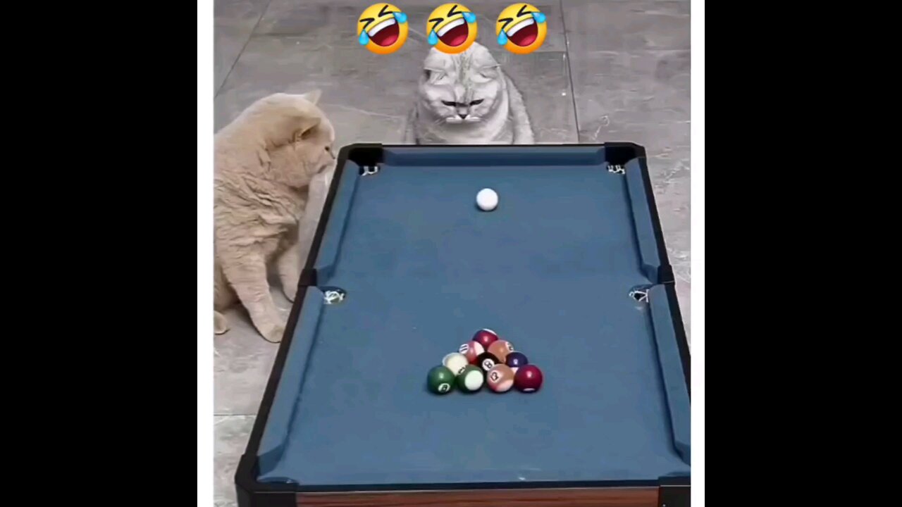 Very funny cats playing game😂😂intresting video