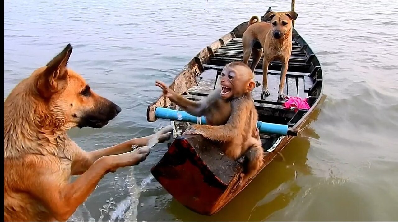 Monkeys caught in floods in India encounter dogs