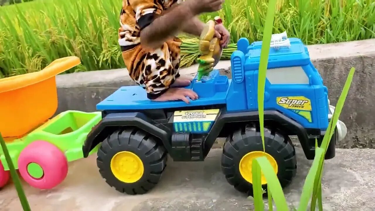 Baby monkeys help dad harvest rice to feed rabbits