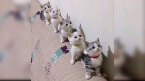 Baby cats#funny video complication