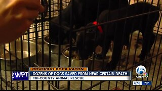 Dozens of dogs saved from near-certain death at Tri-County Animal Rescue