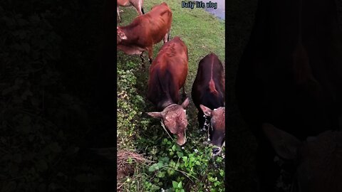 herd of cows eating grass by the stream