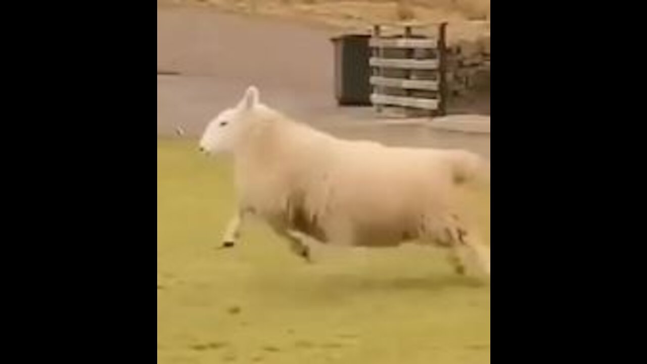 Happy sheep - #5 Cute Video