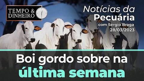 Boi gordo sobe na última semana de março e referência nos R$300@