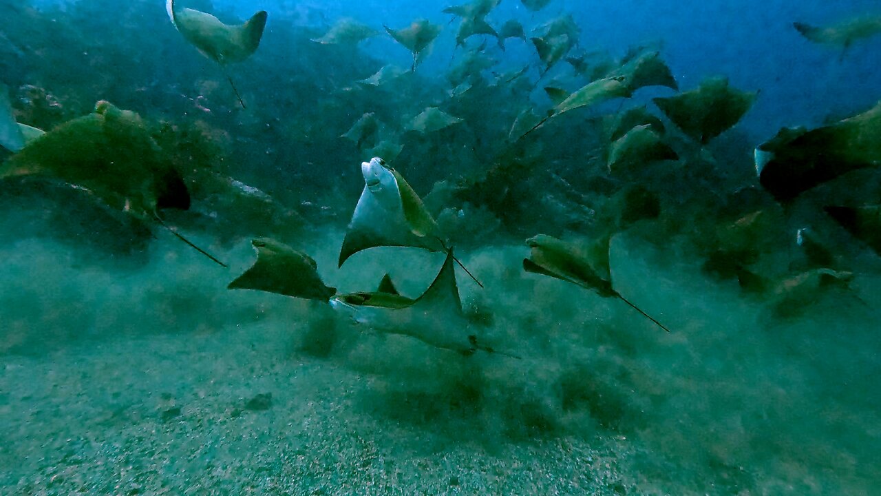 Researchers document startling golden cownose ray behaviour in Galapagos Islands