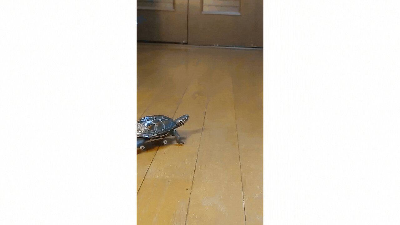 Tiny Turtle Skateboards Around Cat Friend